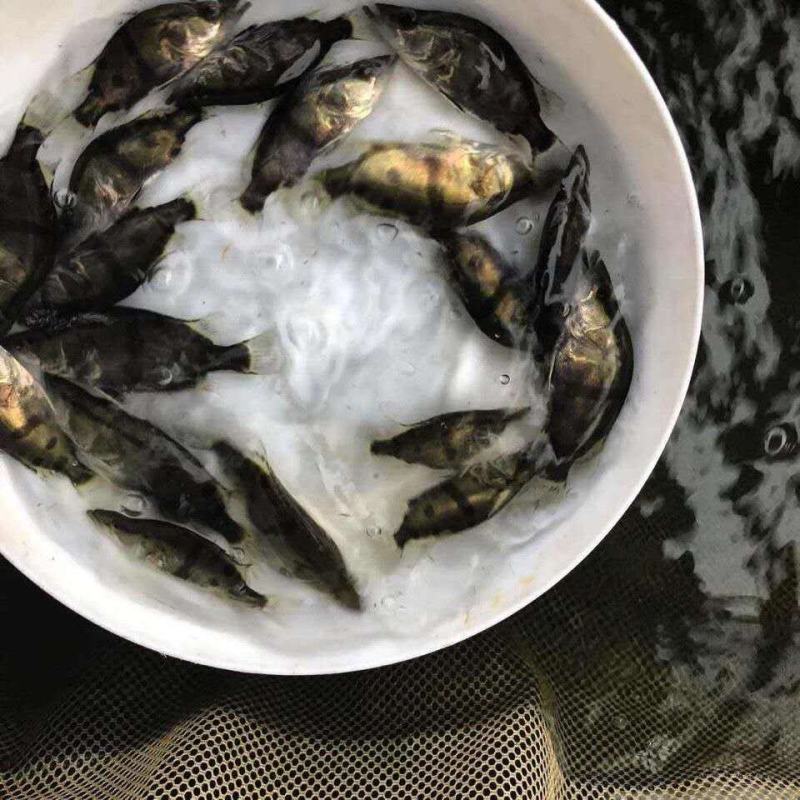 桂花鱼苗鳜鱼苗大眼翘嘴鳜鱼苗桂鱼鱼活体包邮优质鱼苗