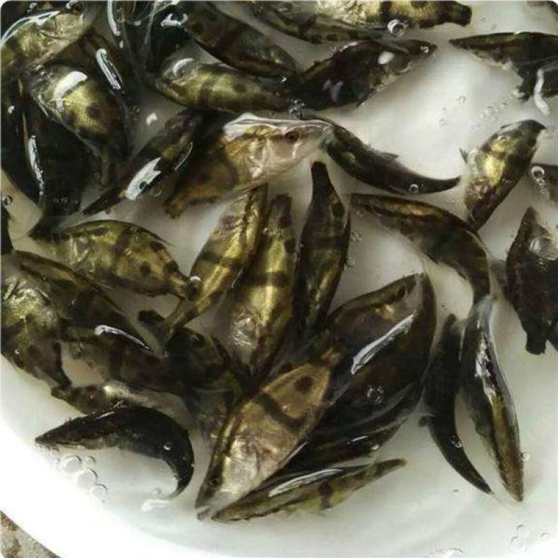 桂花鱼苗鳜鱼苗大眼翘嘴鳜鱼苗桂鱼鱼活体包邮优质鱼苗