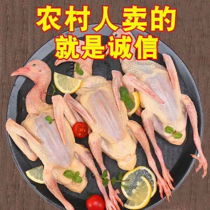 鸽子肉新鲜现杀乳鸽农家散养土鸽子批发元宝鸽煲汤新鲜乳鸽鸽