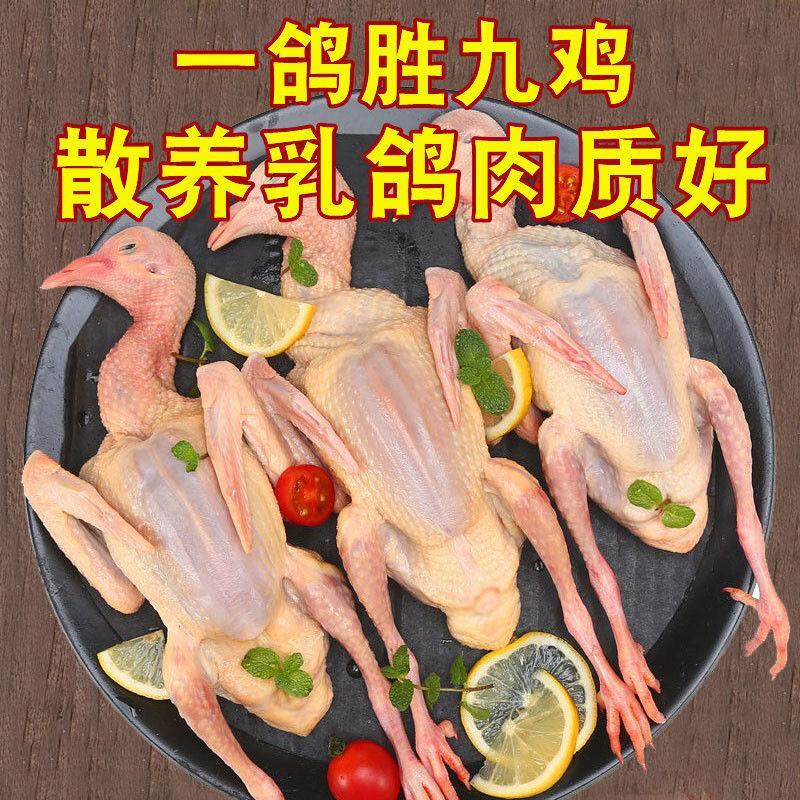 鸽子肉新鲜现杀乳鸽农家散养土鸽子批发元宝鸽煲汤新鲜乳鸽鸽