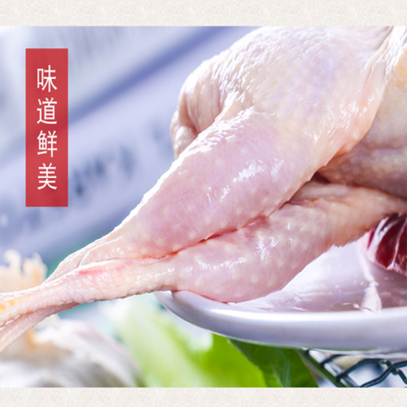 鸽子肉新鲜现杀乳鸽农家散养土鸽子批发元宝鸽煲汤新鲜乳鸽鸽