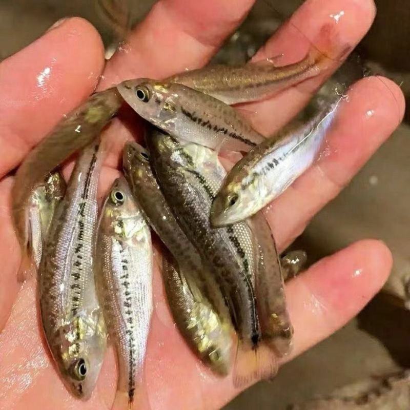 优质鲈鱼苗加州鲈鱼大规格路亚苗大口黑鲈冷水包活包