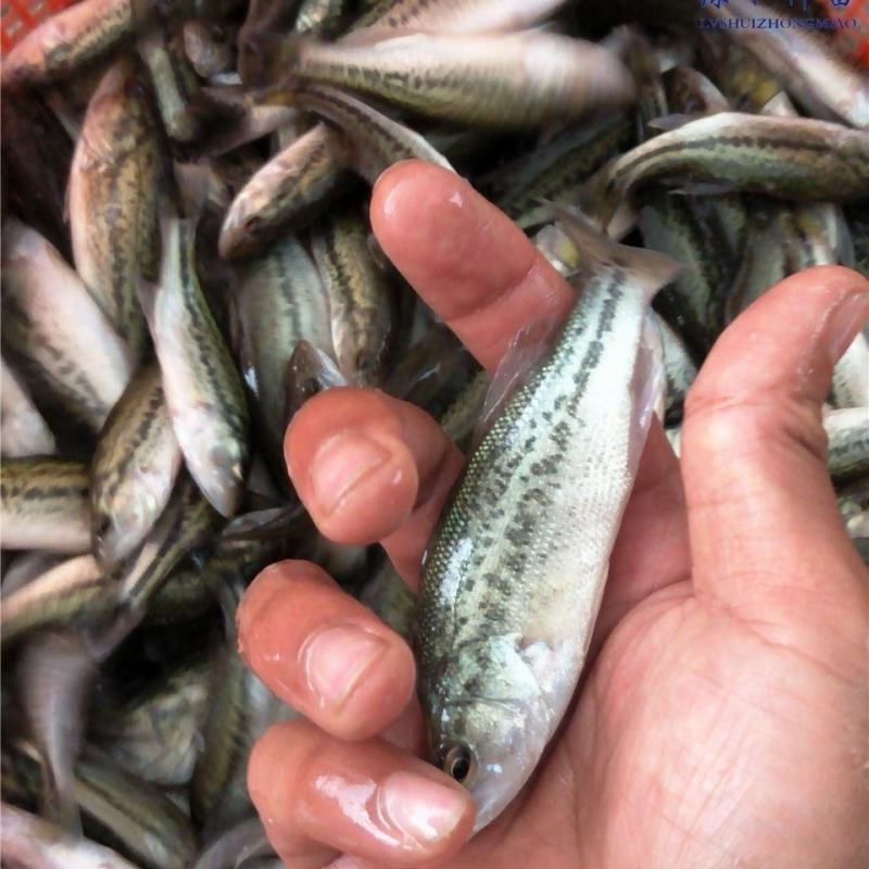 优质鲈鱼苗加州鲈鱼大规格路亚苗大口黑鲈冷水包活包