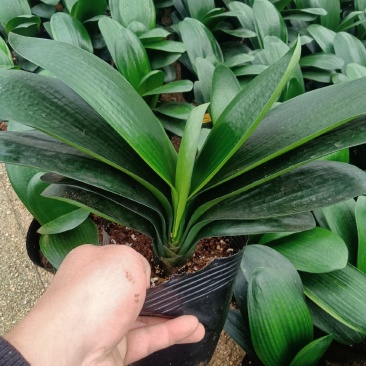 君子兰160杯四季常青室内绿植花卉基地直销支持视频看货