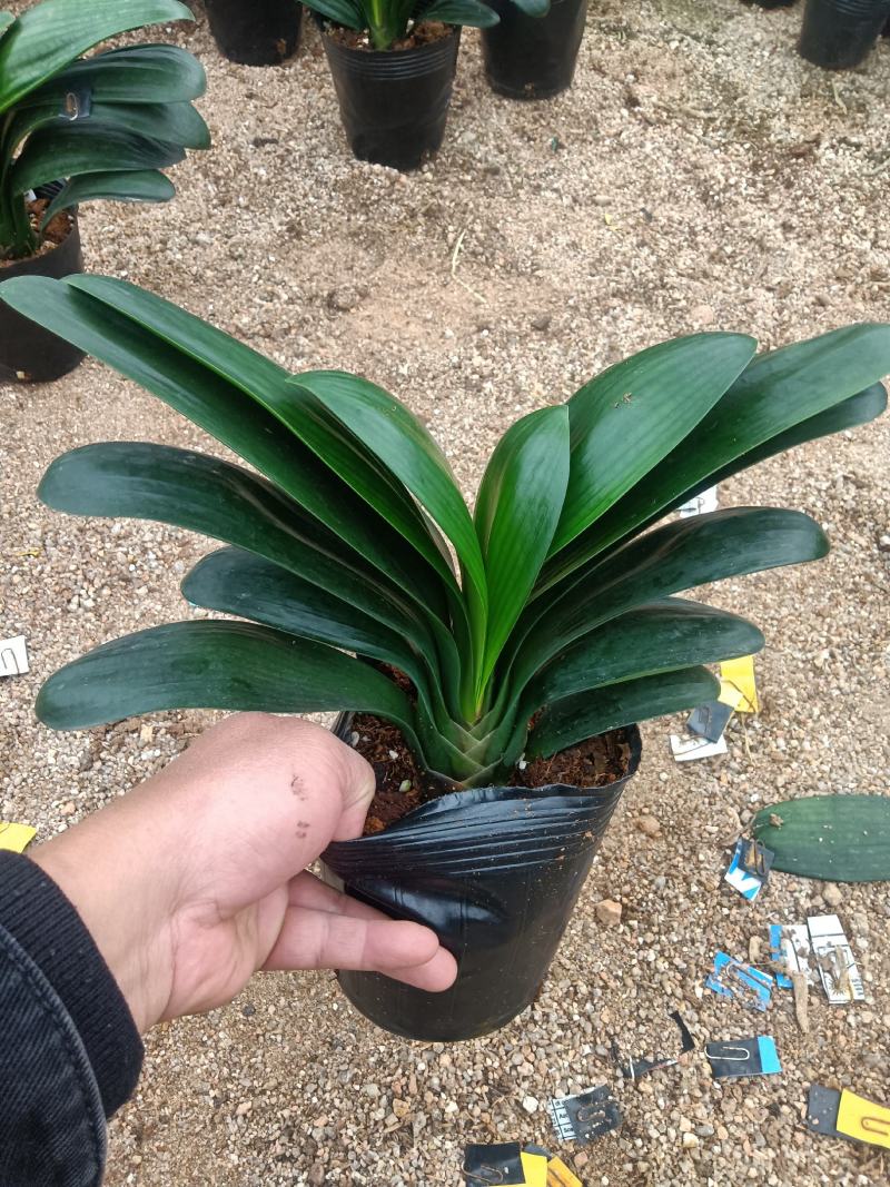 君子兰160杯四季常青室内绿植花卉基地直销支持视频看货