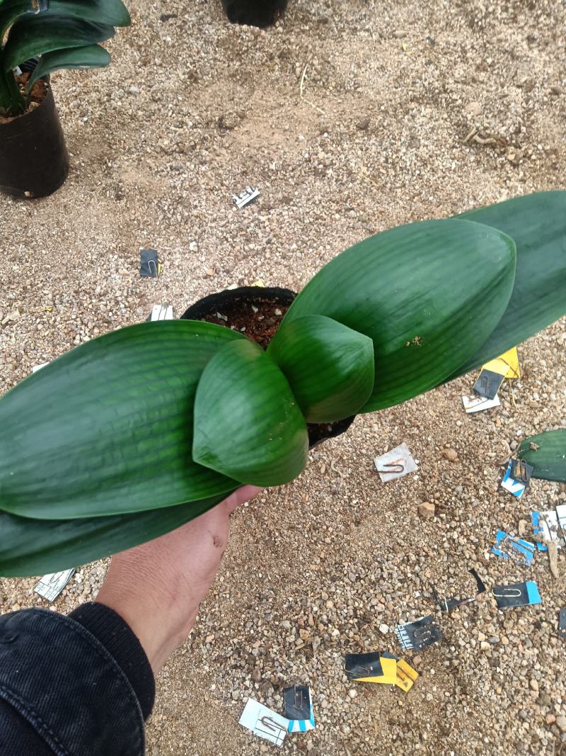 君子兰160杯四季常青室内绿植花卉基地直销支持视频看货