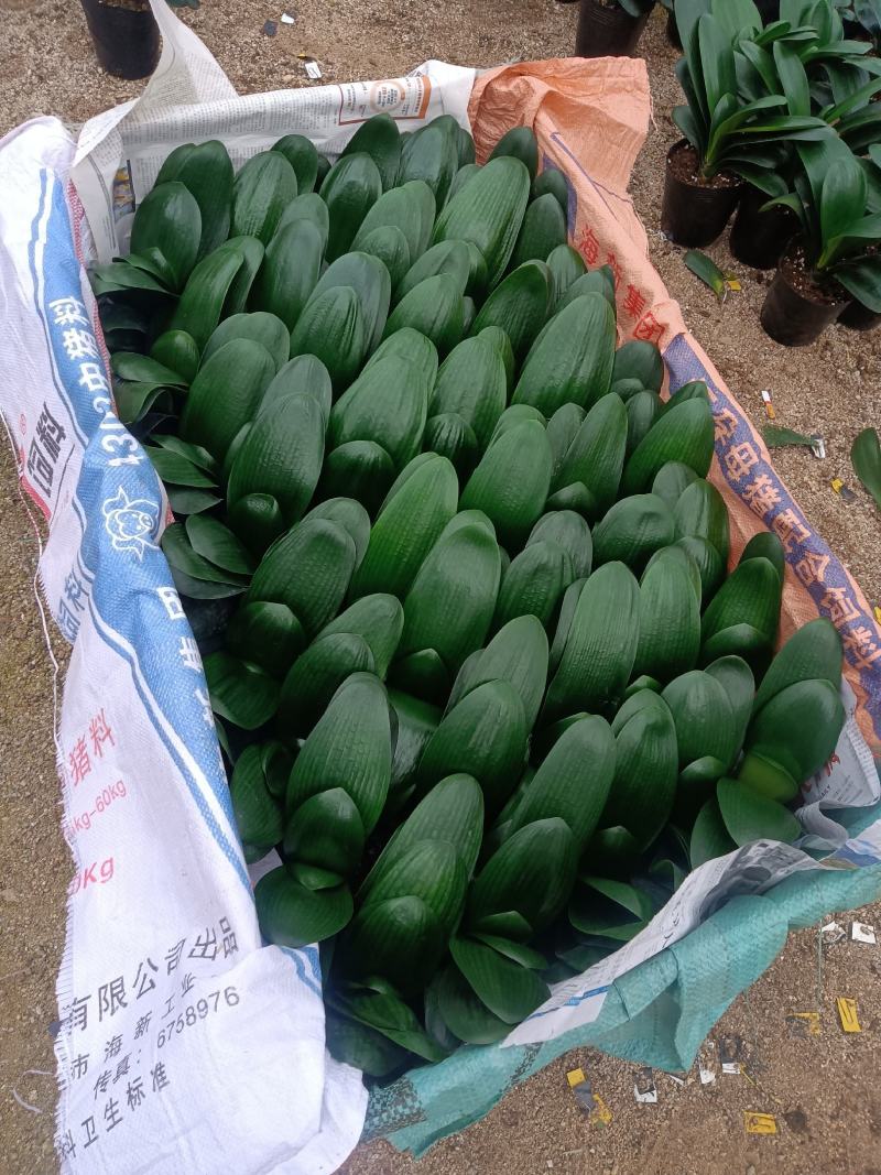 君子兰160杯四季常青室内绿植花卉基地直销支持视频看货