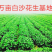 安徽白沙花生口感好，价格优惠！