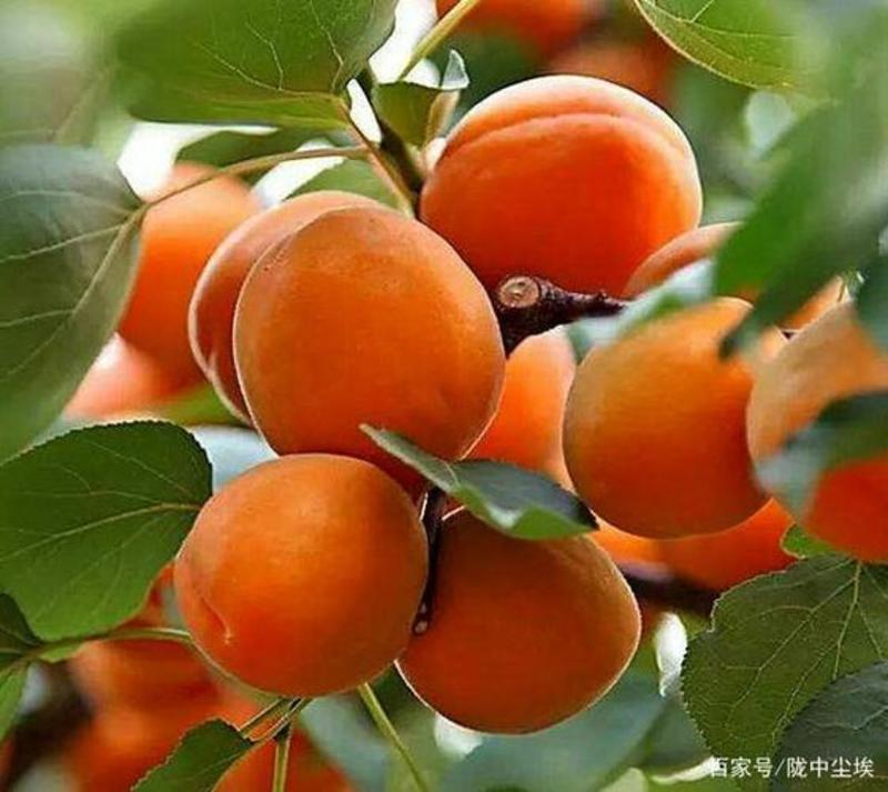 杏树，嫁接，李广杏，大结杏，山杏，油杏，