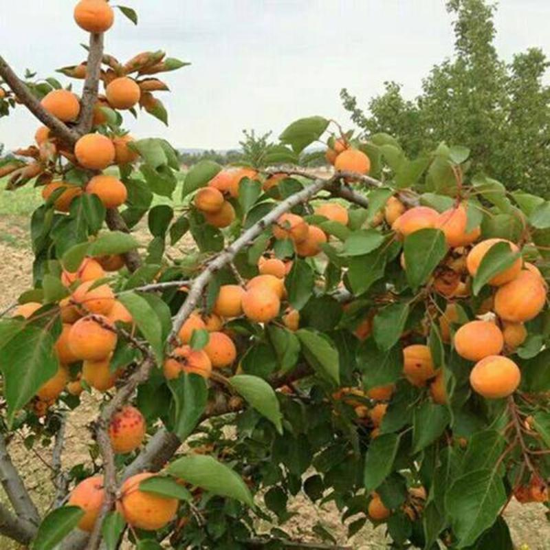 杏树，嫁接，李广杏，大结杏，山杏，油杏，