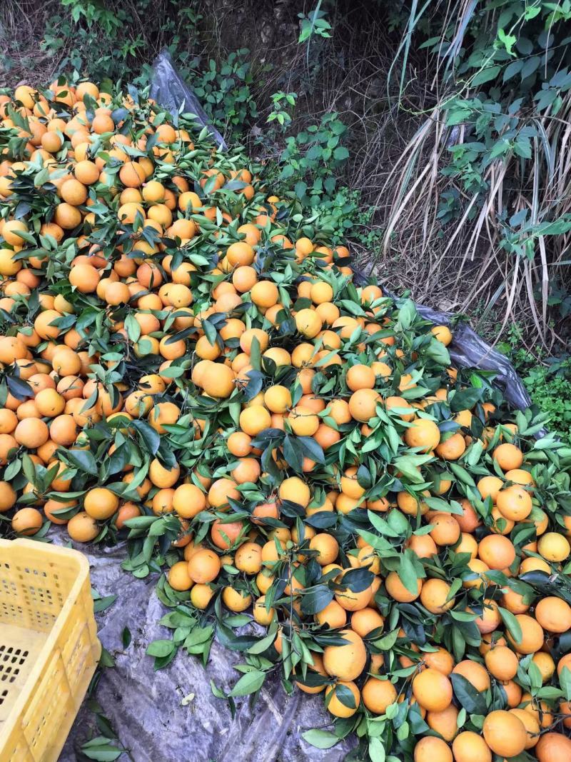 大量供应广西桂林的精品夏橙，诚招电商一件代发