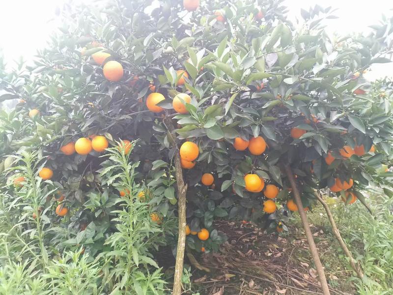 大量供应广西桂林的精品夏橙，诚招电商一件代发