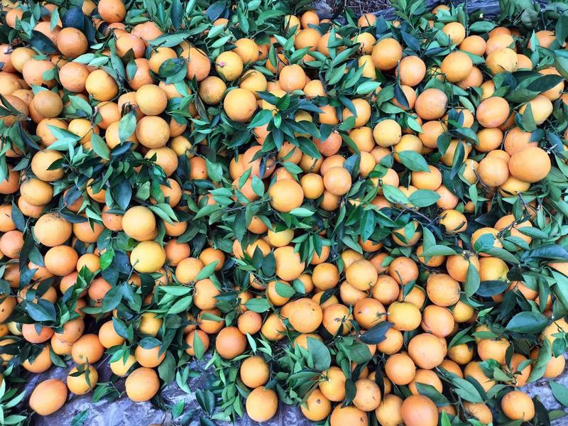 大量供应广西桂林的精品夏橙，诚招电商一件代发