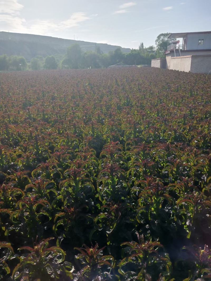 大量红笋上市，产地直销批发需要的联系
