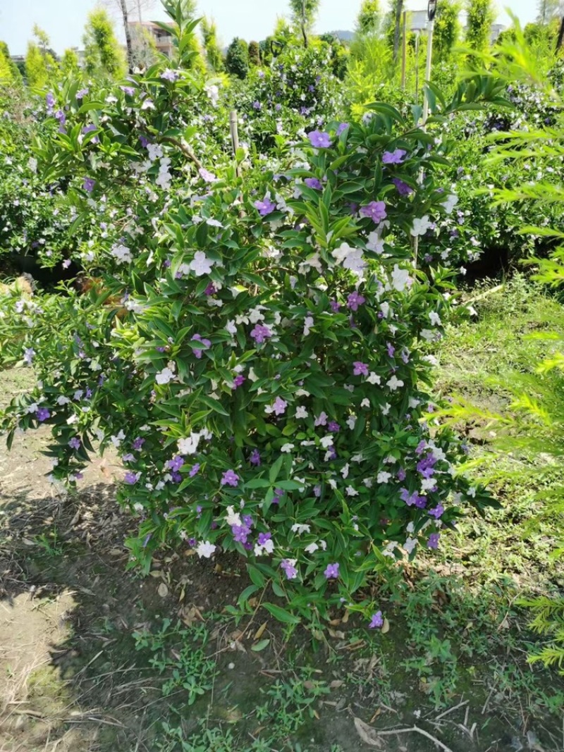 双色茉莉球
