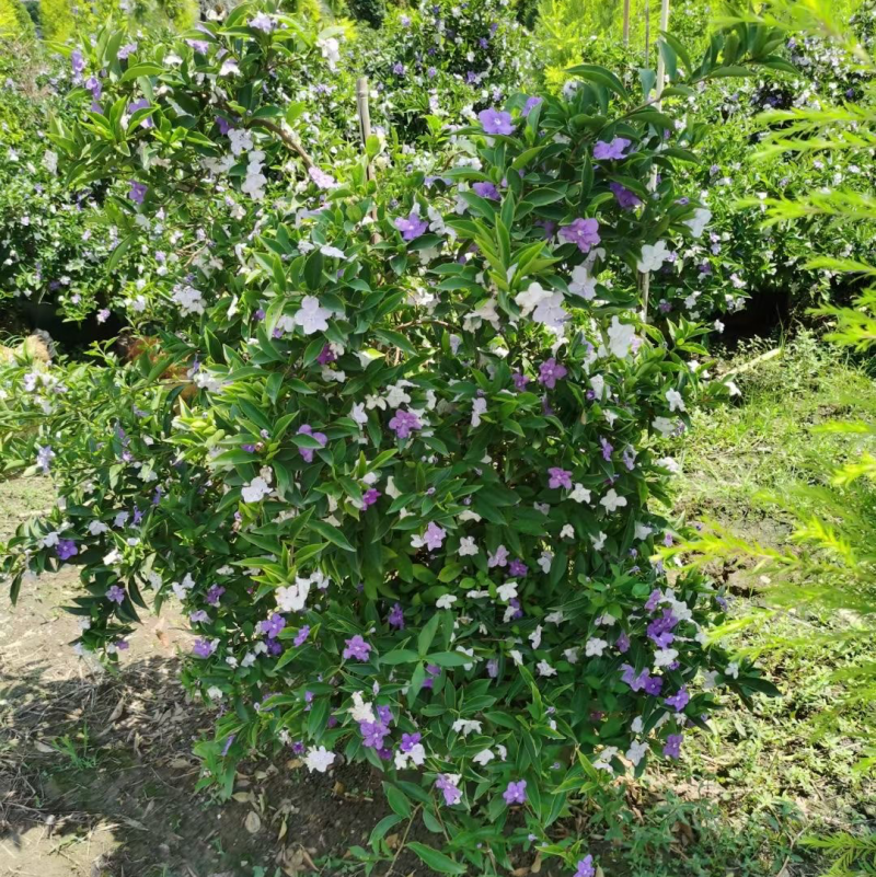 双色茉莉球