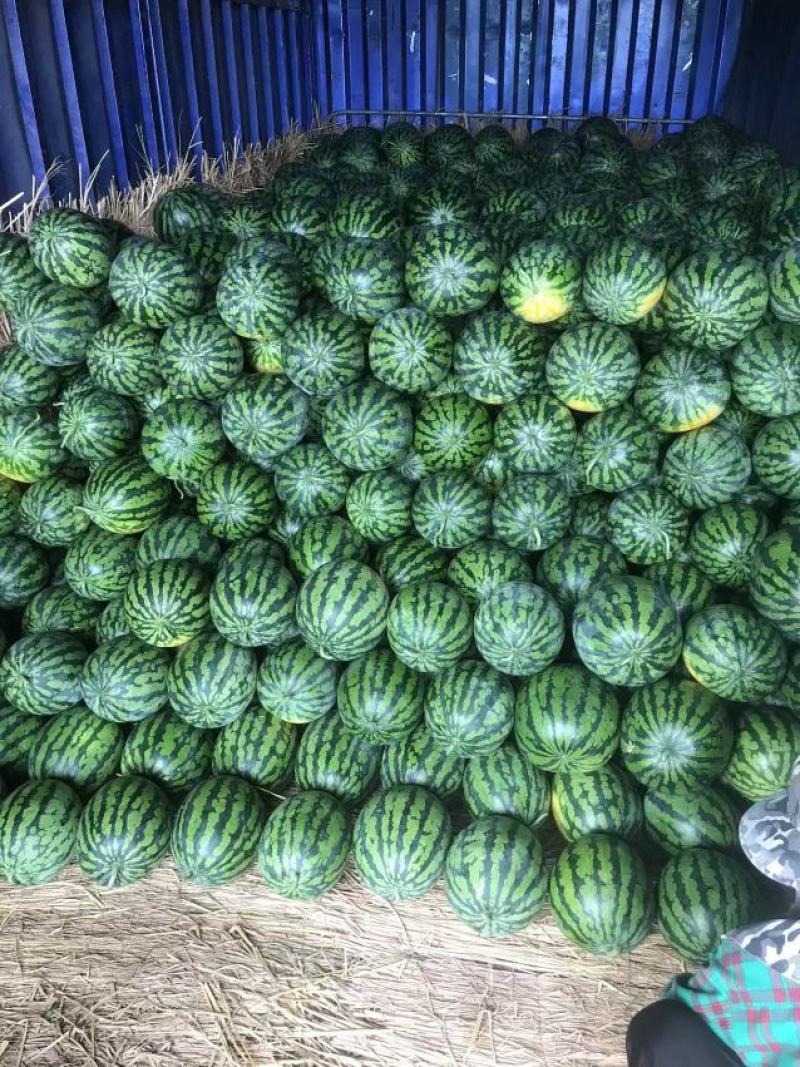 甜王大量上市中产地直发一手货源新地甜王大量供应