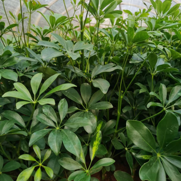 鸭脚木16袋