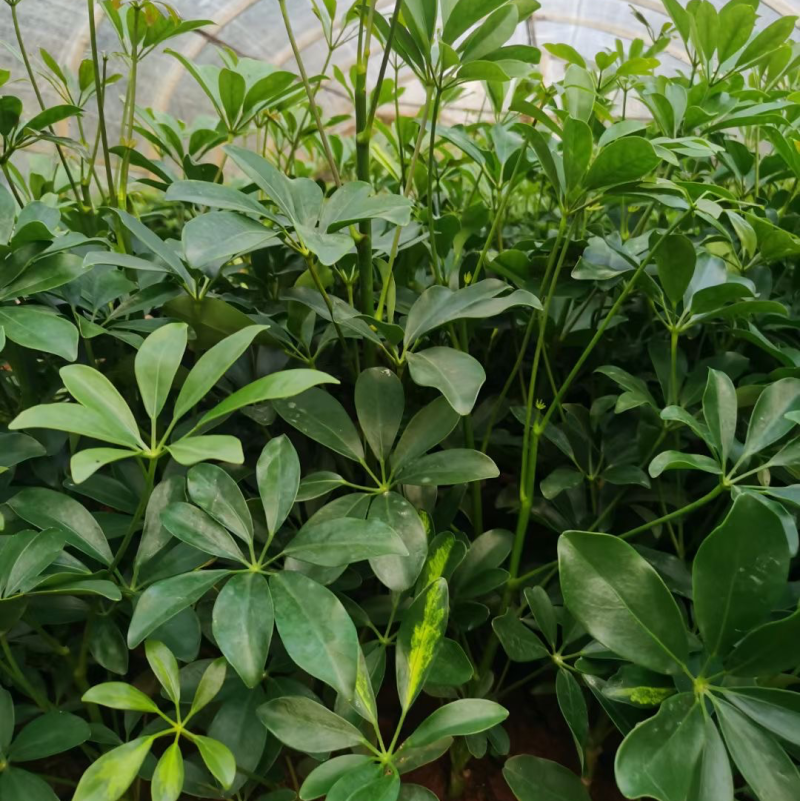 鸭脚木16袋