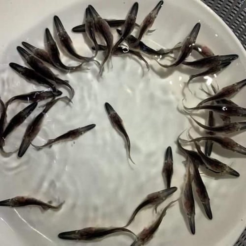 鸭嘴鱼苗淡水冷水鱼可食用观赏好养耐活人工养殖活体鸭嘴鲟鱼