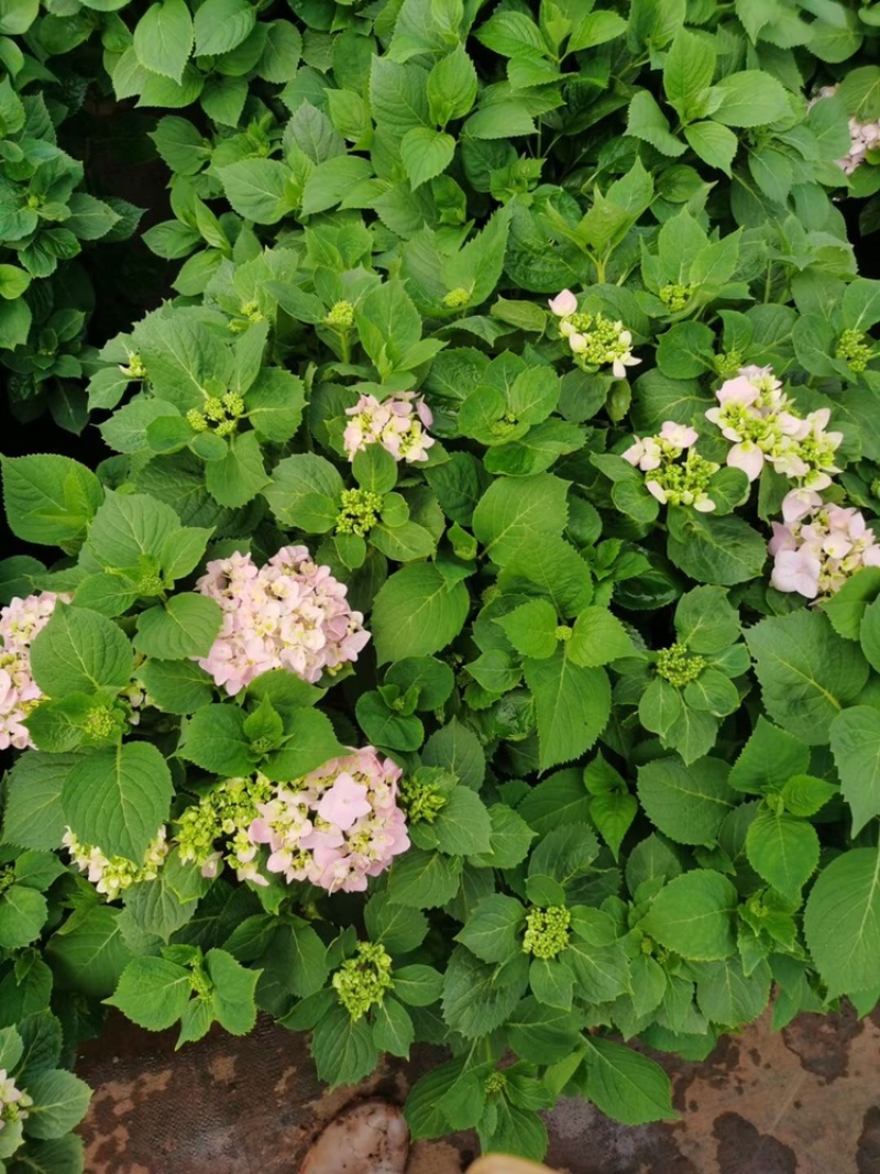 绣球花60✖️60