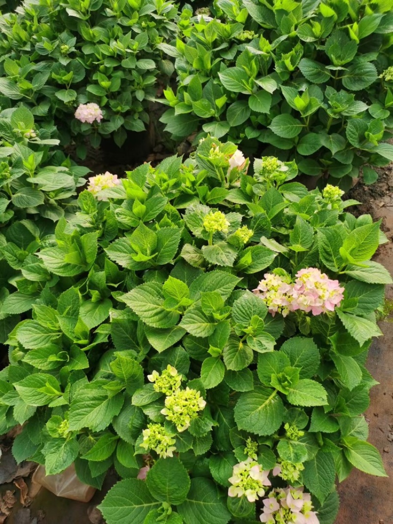 绣球花60✖️60