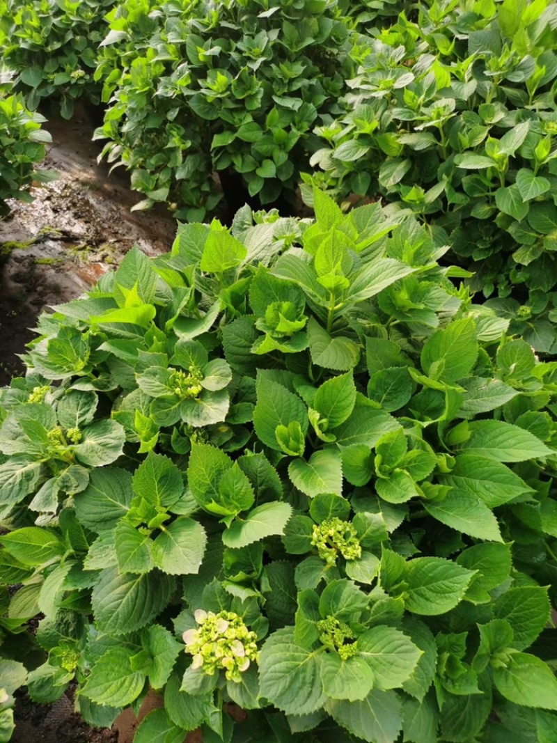 绣球花60✖️60