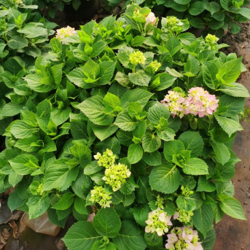 绣球花60✖️60
