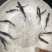 鸭嘴鱼苗淡水冷水鱼可食用观赏好养耐活人工养殖活体鸭嘴鲟鱼