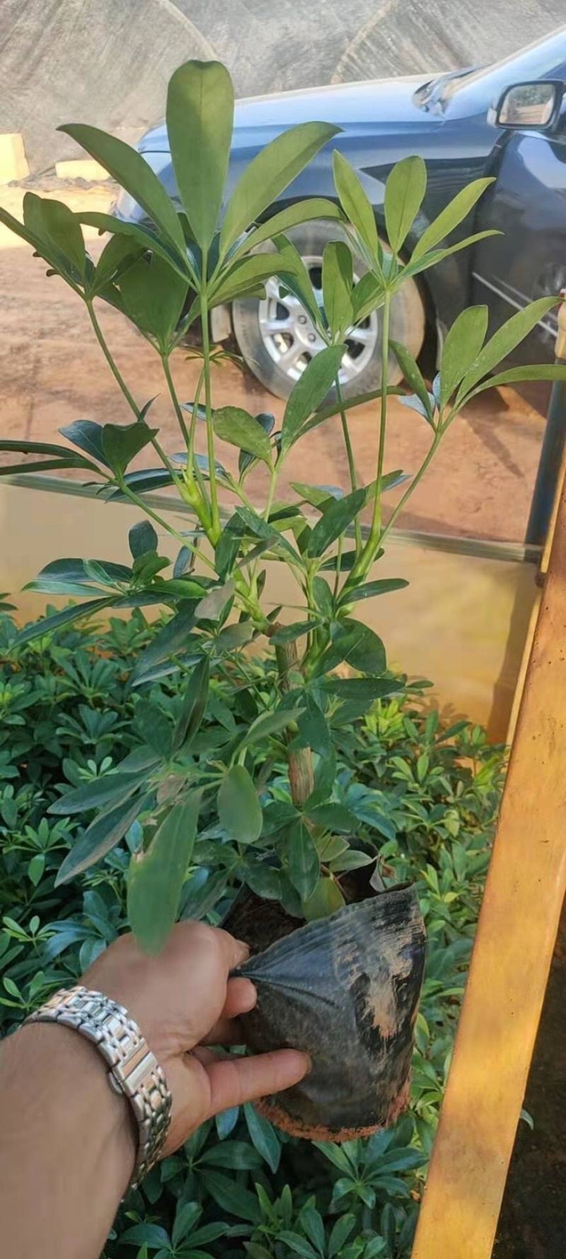 鸭脚木16袋