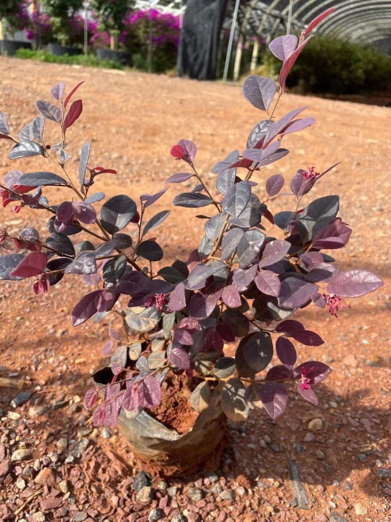 红花继木