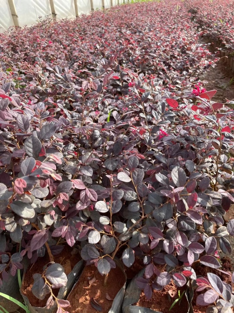 红花继木
