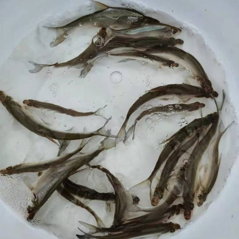 淡水翘嘴鱼苗翘壳路亚翘鲌鱼淡水养殖可食用活体鱼苗本地鱼苗