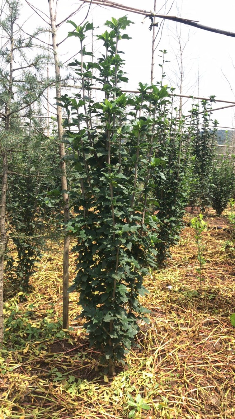 木槿