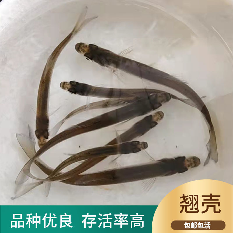 淡水翘嘴鱼苗翘壳路亚翘鲌鱼淡水养殖可食用活体鱼苗本地鱼苗