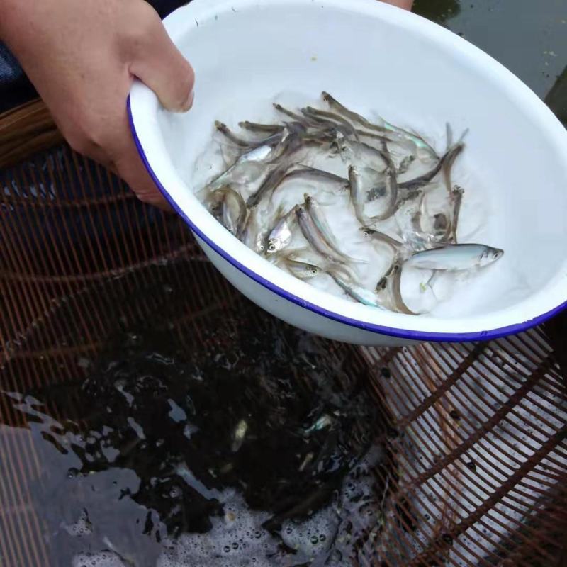 淡水翘嘴鱼苗翘壳路亚翘鲌鱼淡水养殖可食用活体鱼苗本地鱼苗