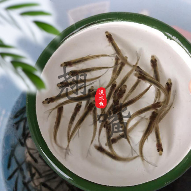 淡水翘嘴鱼苗翘壳路亚翘鲌鱼淡水养殖可食用活体鱼苗本地鱼苗