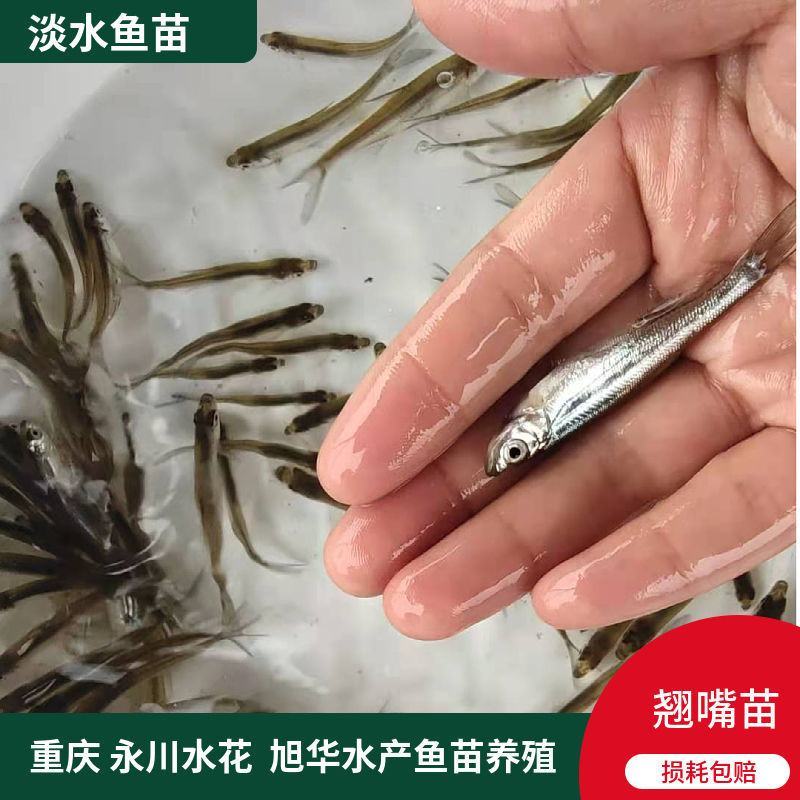 淡水翘嘴鱼苗翘壳路亚翘鲌鱼淡水养殖可食用活体鱼苗本地鱼苗