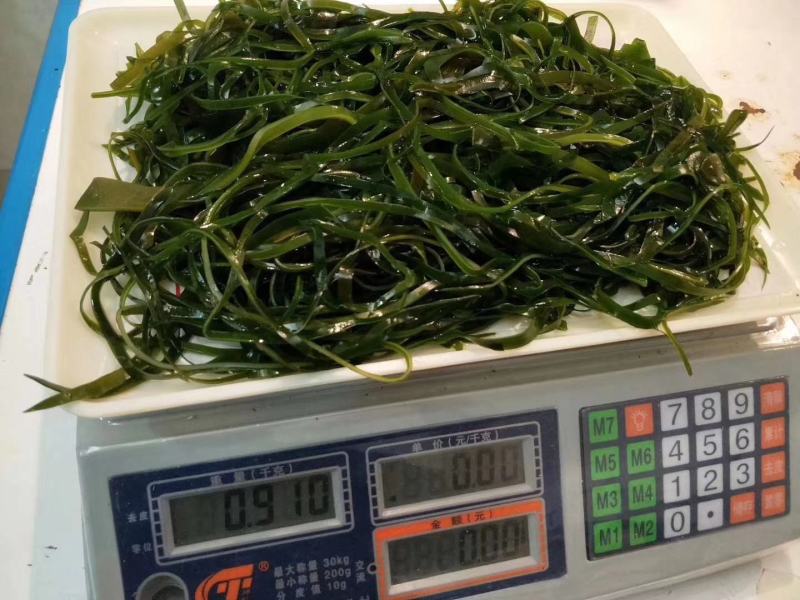 烘干海带丝，一斤泡28斤厂家直销一手货源新货