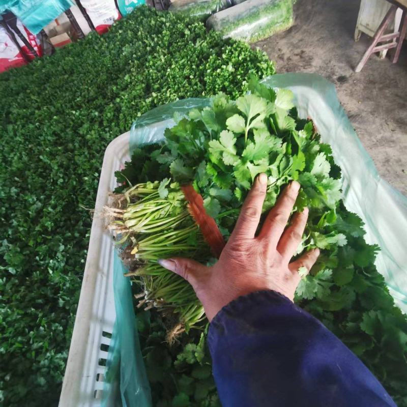 大叶香菜，一手货源，产地直供，欢迎客商进店选购
