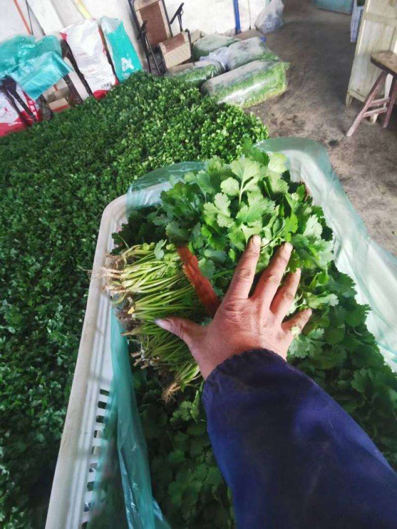 大叶香菜，一手货源，产地直供，欢迎客商进店选购