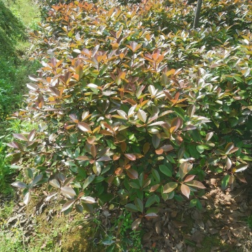 大量供应红叶石楠球低价处理