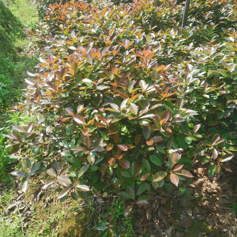 大量供应红叶石楠球低价处理
