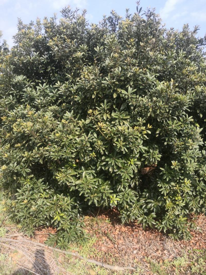 杨梅树