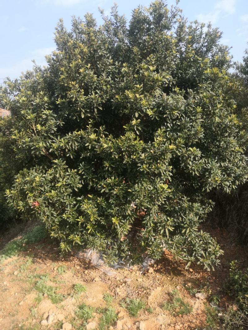 杨梅树
