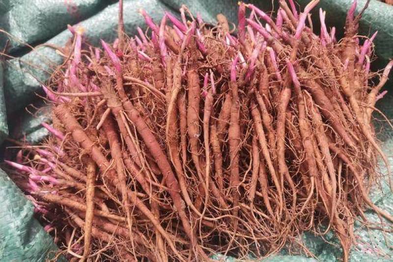 赤芍种苗一手货源赤芍苗提供技术支持基地发货