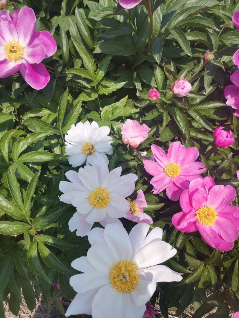 赤芍种苗一手货源赤芍苗提供技术支持基地发货