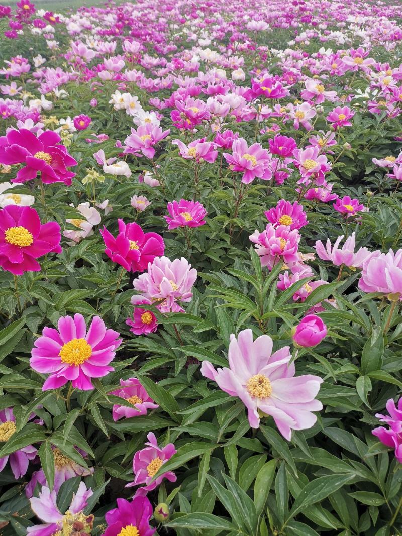 赤芍种苗一手货源赤芍苗提供技术支持基地发货
