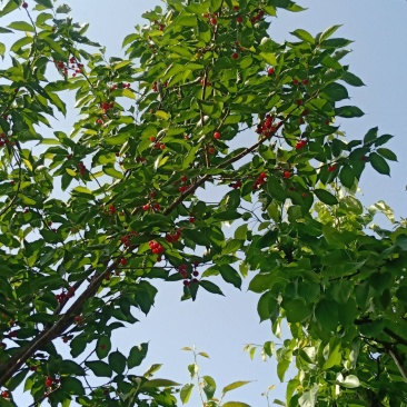 樱桃