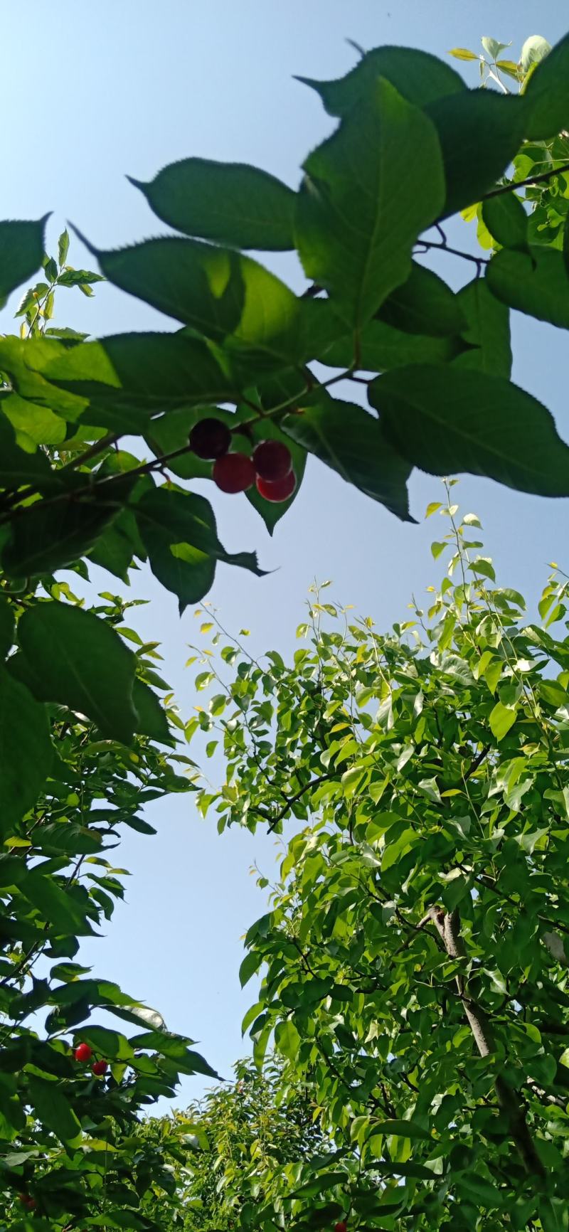 樱桃